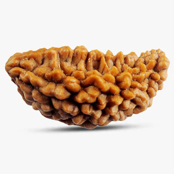 Ek Mukhi Rudraksha (1 Mukhi) Nepal GJA Certified One Mukhi Rudraksha Sidh Rudraksha