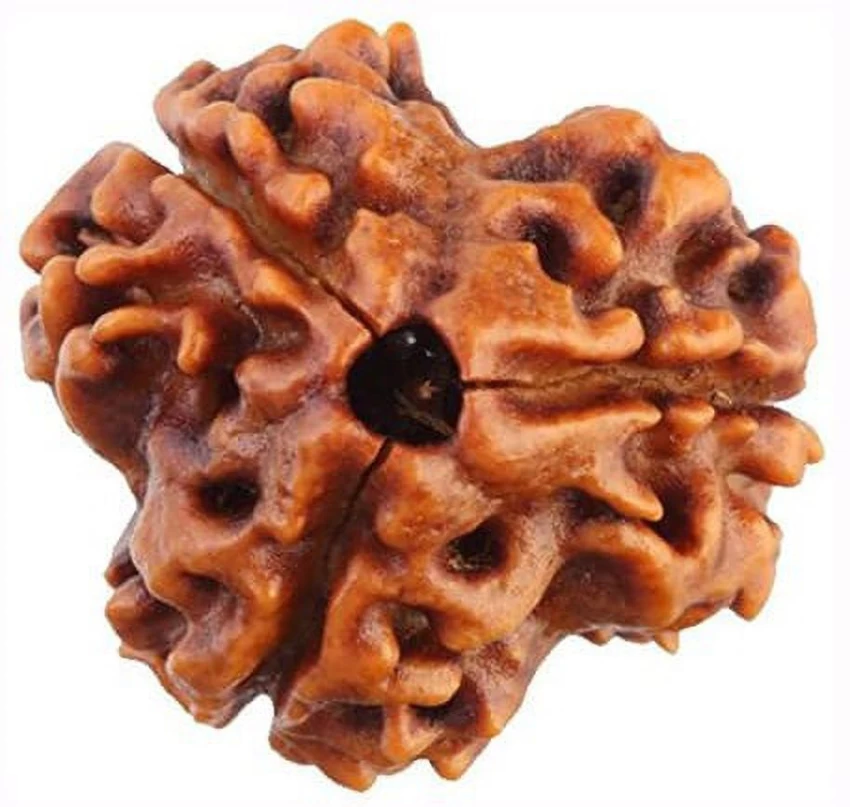 Teen Mukhi Rudraksha (3 Mukhi) Nepal GJA Certified Teen Mukhi Rudraksha Sidh Rudraksha