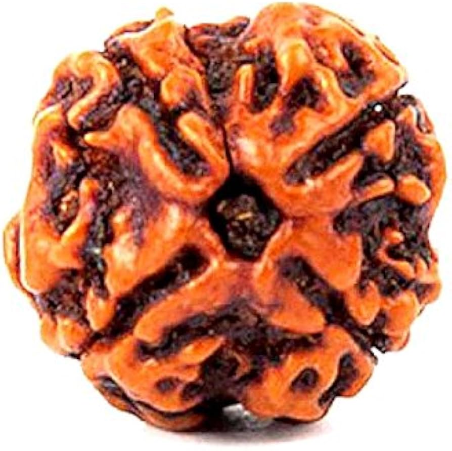 Char Mukhi Rudraksha (4 Mukhi) Nepal GJA Certified Char \Mukhi Rudraksha Sidh Rudraksha