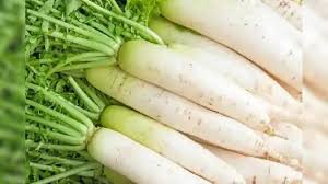 Product image for Radish