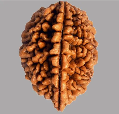 Do Mukhi Rudraksha (2 Mukhi) Nepal GJA Certified Two Mukhi Rudraksha Sidh Rudraksha