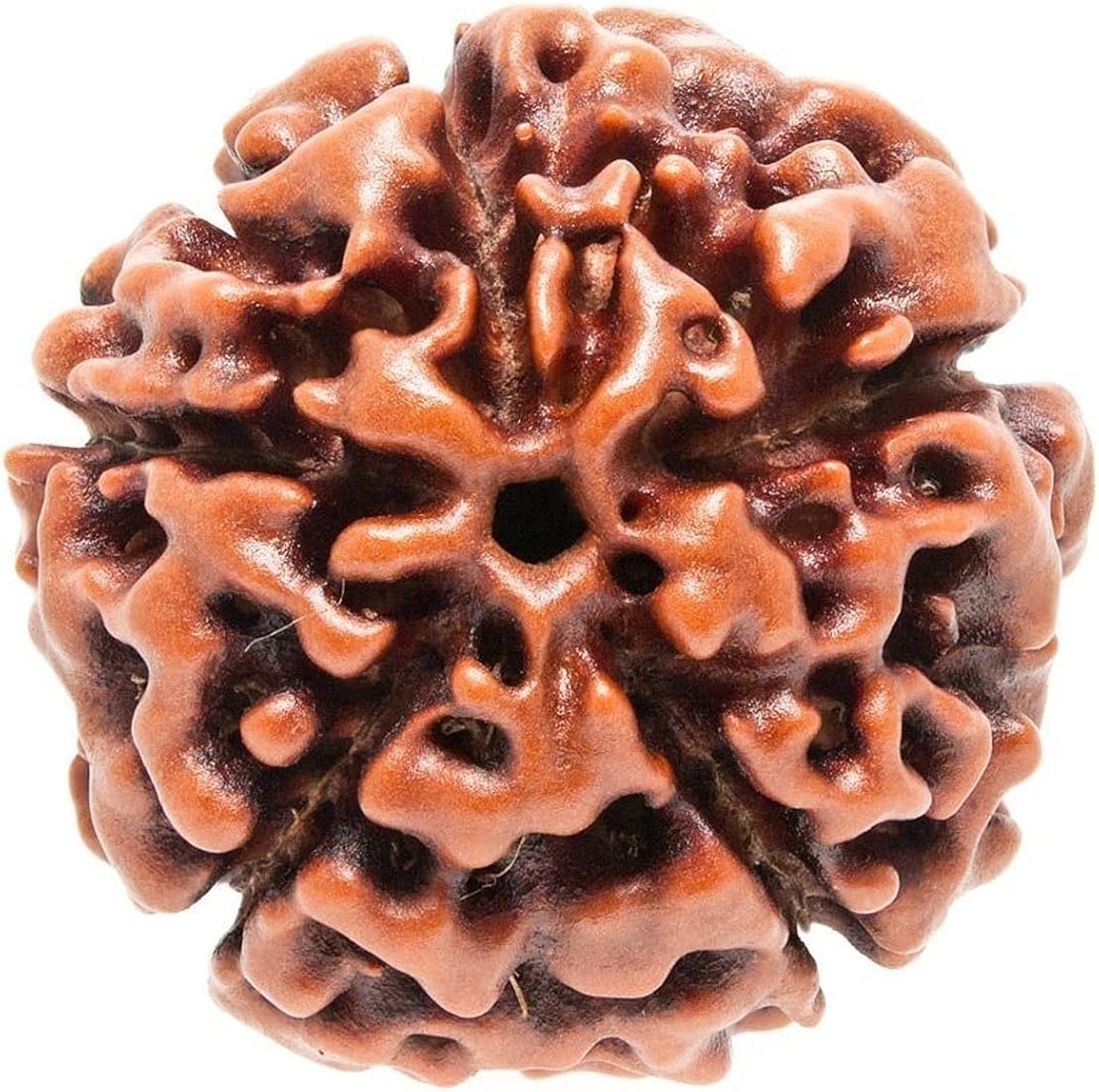 PanchMukhi Rudraksha (5 Mukhi) Nepal GJA Certified Panch Mukhi Sidh Rudraksha